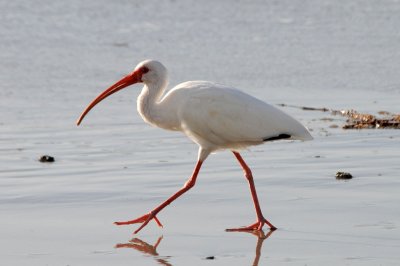 White Ibis, South Melbourne, Florida