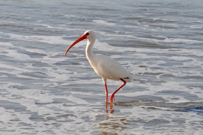 White Ibis, South Melbourne, Florida