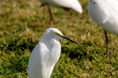 Snowy Egret