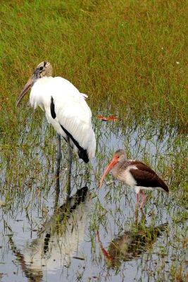 Wood Stork and Juvinile White Ibis, South Melbourne, Florida