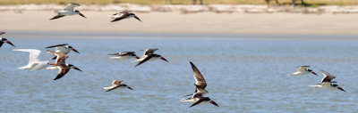 Black Skimmers, South Melbourne, Florida