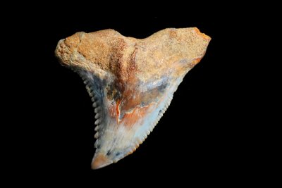 Hemipristis serra - California