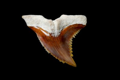 Hemipristis serra - Florida