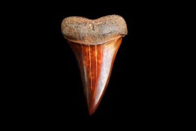 Mako (Isurus Hastalis) - North Carolina