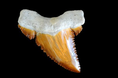 Paleocarcharodon Orientalis - Morocco