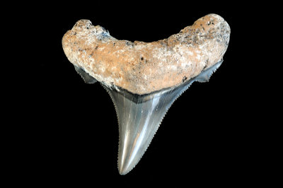 Auriculatus - Virginia