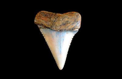 Great White (Carcharodon carcharias) - Chile