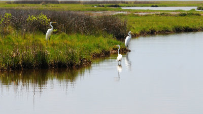 Great Egrets at Assateague Island, Md