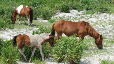 Wild Horses at Assateague Island, Md