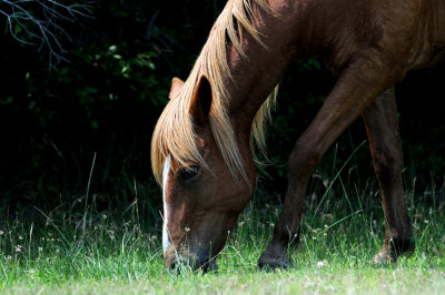 Wild Horse at Assateague Island, Md