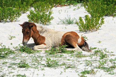 Young Wild Horse at Assateague Island, Md