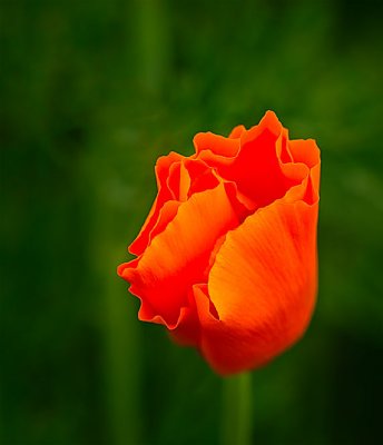 A Poppy