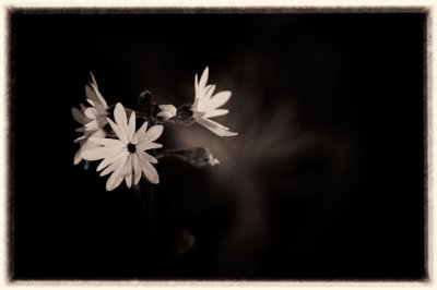 Prairie Stars in Black&White