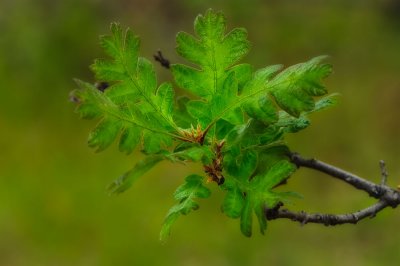 Oak Leaves