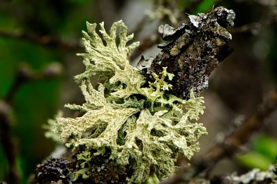 Oak Tree Lichen