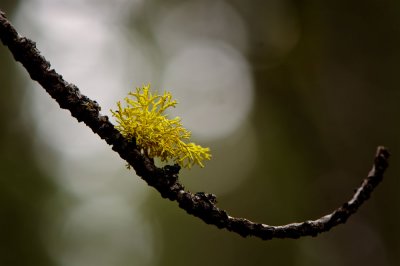 Lichen