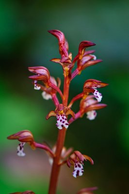 Western Coral Root