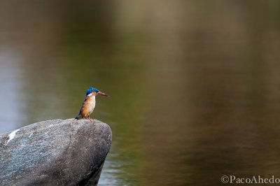 Malachite Kingfisher