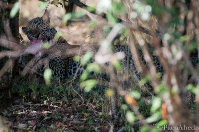 Leopard meal