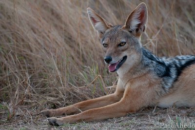 Jackal on guard
