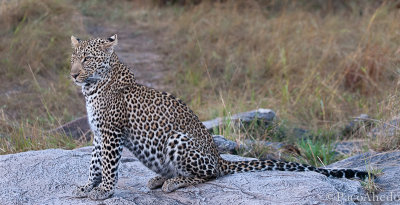 2 year old leopard