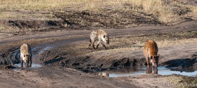 Hyena family