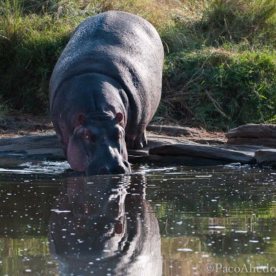 Hippo