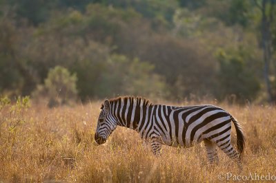 BL Zebra