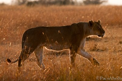 Walking proud
