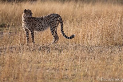 Where is my prey?