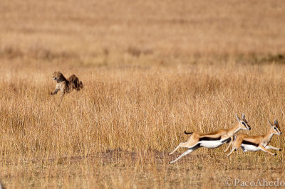 The chase begins