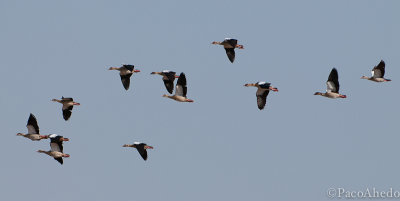 Egyptian geese