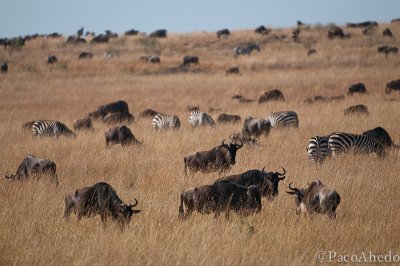 Mara scene