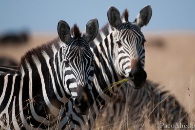 Zebra pair