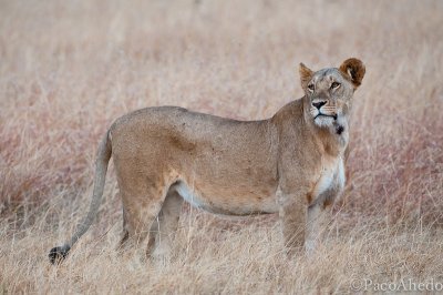 Lioness