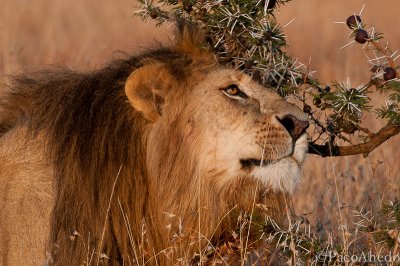 Marking territory