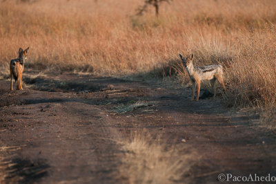 Jackal pair