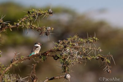 Acacia and kingfisher