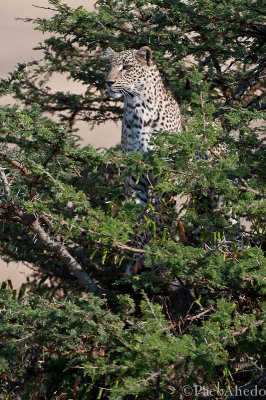 Acacia