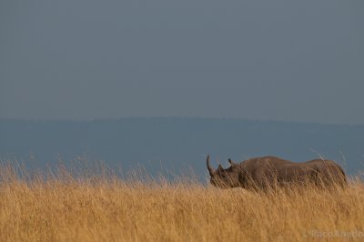 Black rhino