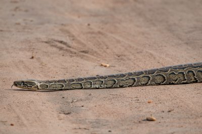 Python