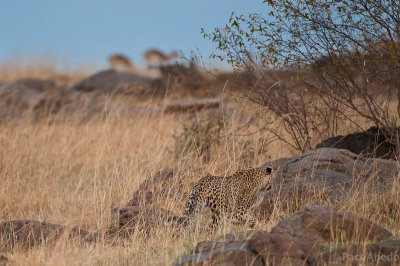 Approaching the prey