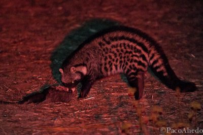 African civet eating a honey badger