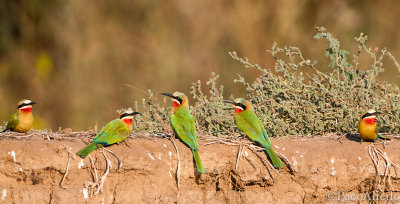 Bee-eater colony