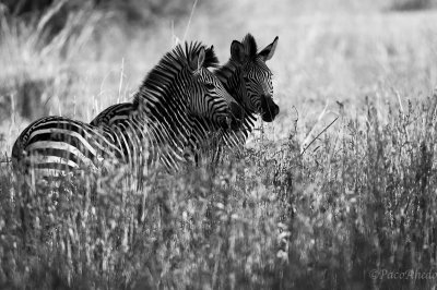 Zebras, designed for white and black