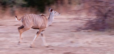 Running kudu