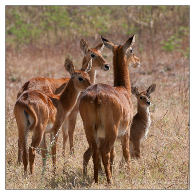 Puku family