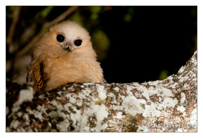 Juvenile Pel's Fishing Owl