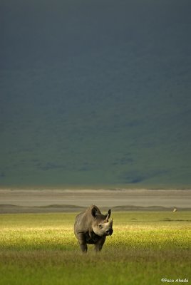 Ngorongoro