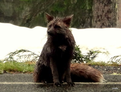 Black cascade fox